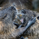 Image for article titled Is the Nutria, an Invasive Rodent Plaguing Wetlands, Cute or Not?